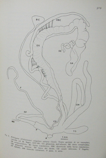 Esercizio: Chilostoma cingulatum sull''Appennino